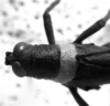 CollectionObject 1506423; d24da808-3b67-4803-8759-21e03e327b11: Image Carbonell, C.S. male head and pronotum, dorsal view (holotype). (CollectionObject).