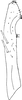Subgenital plate, ventral view on Zyginella pulchra Löw, 1885: Subgenital plate. (Observation).