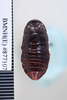 CollectionObject 1573242; 67282eed-e435-48e8-9c90-6069595b58fe: Copyright NHM, London. dorsal view, non-type. (CollectionObject).