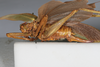 CollectionObject 1506560; 3d9601e2-7437-4942-99de-04c18612f85a: female, lateral view (syntype). (CollectionObject).