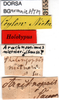 CollectionObject 1502445; ae67c707-787b-4d85-b8cf-c44899ad23c7: labels (lectotype). (CollectionObject).