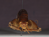 CollectionObject 1528063; d5819317-9336-4990-ae60-96bd54fd36fe: male, caudal view (holotype). (CollectionObject).