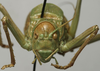 CollectionObject 1535210; 39ae5b37-f54f-4a6e-9ef5-258c15636ab3: male, frontal view (syntype). (CollectionObject).