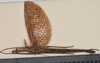 CollectionObject 1598195; c1d630a7-cb30-41a8-9955-a5c88c837715: copyright QM. male, ventral view (paratype). (CollectionObject).;CollectionObject 1598196; 92134e30-9cd1-46d1-8eda-fc8d0a34f9dd: copyright QM. male, ventral view (paratype). (CollectionObject).