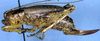 Nannonotus alatus Beier, 1960: female, lateral view (Costa Rica, San Isidro de Coronado). (Otu).