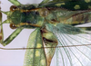 CollectionObject 1504150; b48db1e5-27b6-4334-8355-1f7050a3ae0b: male pronotum and wings (holotype). (CollectionObject).