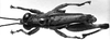 CollectionObject 1541241; 6e35ccdc-f31b-4d14-8cac-c2d08c6c60a0: Image Carbonell, C.S. male, dorsal view (holotype). (CollectionObject).