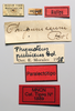 CollectionObject 1580387; e480a5f7-d355-4e16-bcac-1c5621235245: female, labels (paralectotype of Phymateus puniceus). (CollectionObject).