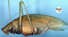 CollectionObject 1517344; b2779b44-bffc-42b2-a017-d4a535b549b4: female, lateral view (holotype). (CollectionObject).