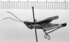 CollectionObject 1535759; a07f44e2-b91c-4ed5-8d33-c1c2050e907f: male, lateral view (syntype). (CollectionObject).