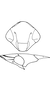 Head on Bolanusoides heros Distant, 1918: Head and thorax (male). (Observation).