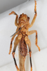 CollectionObject 1506461; 9ec82bb6-3b98-4b2e-b745-47bd3137269d: female, ventral view (syntype). (CollectionObject).