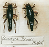 CollectionObject 1559940; 74fbe2ba-fcd5-44d6-bed4-1fe66948bd6a: copyright MNHN, Paris. male and female of synonym Autolyca riveti (syntypes). (CollectionObject).;CollectionObject 1559941; 3b9d5939-75d6-495d-8703-152d1f5cda51: copyright MNHN, Paris. male and female of synonym Autolyca riveti (syntypes). (CollectionObject).