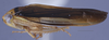 Habitus, lateral view: !! display not done !! on N. Gen. PH4 n. sp. 1: Paraboloponina Ishihara, 1953: (Observation).