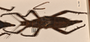 copyright OUMNH. female, dorsal view of Heteropteryx grayii (paralectotpe). Depicts CollectionObject 1558873; 2132ec91-ed80-4a43-b4b5-d4c5c1ec1a93, a CollectionObject.;copyright OUMNH. female, dorsal view of Heteropteryx grayii (paralectotpe). Depicts CollectionObject 1558874; 39fe98fa-ac6f-48fa-b445-a139b0d533e9, a CollectionObject.