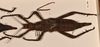 CollectionObject 1558873; 2132ec91-ed80-4a43-b4b5-d4c5c1ec1a93: copyright OUMNH. female, dorsal view of Heteropteryx grayii (paralectotpe). (CollectionObject).;CollectionObject 1558874; 39fe98fa-ac6f-48fa-b445-a139b0d533e9: copyright OUMNH. female, dorsal view of Heteropteryx grayii (paralectotpe). (CollectionObject).