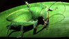 Lirometopum coronatum Scudder, 1875: male (Costa Rica, la Selva). (Otu).