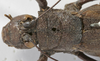 CollectionObject 1539732; a1a02b5a-639d-47c5-badd-bf1a6ee56db3: female pronotum, dorsal view (holotype). (CollectionObject).
