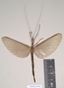 CollectionObject 1559057; 7e532d44-d0aa-4908-a472-c1dda34e1d19: copyright Natural History Museum, London. female (holotype). (CollectionObject).