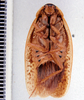 CollectionObject 1552895; 7f7b108f-7f82-4601-a73f-e40f682a7bf0: Image taken by Heidi Hopkins. (CollectionObject).