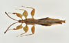 CollectionObject 1590521; 5ebf068b-3930-4591-b6d5-d6dad50672a1: René Limoges photos, copyright IMQC. male (holotype). (CollectionObject).