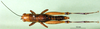 CollectionObject 1501457; 87ce4fc4-1aca-4bef-bd61-c0965a9edc78, DORSA BA000041S01: female, dorsal view (holotype). (CollectionObject).