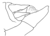 Aleuas uruguayensis Carbonell, 2008: Fig. 25D. male abdomen tip, lateral view. (Otu).