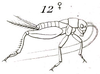 Neogryllodes patagonus (Saussure, 1874): Fig. 12. female habitus. (Otu).