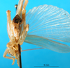 CollectionObject 1500191; c2234ee1-2e76-4c95-8297-d6a370aa8b5c: male, caudal view (syntype). (CollectionObject).