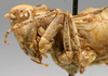 CollectionObject 1517402; 5a91da56-2447-4e0a-8327-0ce4adcced3f: male head and pronotum, lateral view (holotype). (CollectionObject).