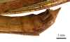 CollectionObject 1538215; c9cc2101-506e-4158-abe6-879d12152ad3: male tip of abdomen, lateral view (holotype of Acrida bara). (CollectionObject).