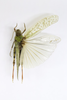 CollectionObject 1478475; c3b0559d-264d-44e9-af55-38dea6ae521d: male, dorsal view (neotype of Oedipoda lugubris). (CollectionObject).