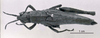 CollectionObject 1566330; a2907654-c4be-4d0c-8420-b0664e60a086: Image C.S. Carbonell. female, dorsal view (syntype of Vilerna flavipennis). (CollectionObject).
