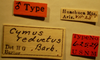 CollectionObject 1595337; 607d8fbb-e26c-455f-a99a-2a2d72e69da2: Cymus reductus - Holotype Labels (NMNH) - (CC BY-NC 3.0) - Photo by Pablo M. Dellapé with permission from the National Museum of Natural History (NMNH), Smithsonian Institution, Washington, D.C. (previously Cymus reductus). (CollectionObject).