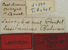 CollectionObject 1535165; e9d5f4f4-cb4f-4f1a-bbb3-9acfb3d67e5d: labels (lectotype). (CollectionObject).