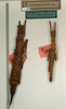 CollectionObject 1560276; 567fba17-20b2-42b0-9d24-00d552613af0: copyright NMW, Vienna. female and male (syntypes). (CollectionObject).;CollectionObject 1560277; 875284c2-ad15-4fdf-80c4-2dc7d83315f5: copyright NMW, Vienna. female and male (syntypes). (CollectionObject).