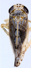 Habitus, dorsal view on Discolopeus thigmacaenus (Stiller, 2019) now Discolopeus thigmacaenus Stiller, 2019: Habitus, male, dorsal view (from Gifberg). (Observation).