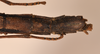 CollectionObject 1561454; 23e893d9-9a73-41bd-bcdb-62c55e4010cc: copyright OUMNH. female: end of abdomen, ventral view (syntype). (CollectionObject).;CollectionObject 1561455; d4690fb8-82db-4776-a5e6-00b5fb32a05f: copyright OUMNH. female: end of abdomen, ventral view (syntype). (CollectionObject).