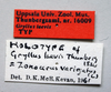 Zonocerus variegatus variegatus (Linnaeus, 1758): female, labels (holotype of Gryllus laevis). (Otu).