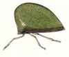 Habitus, lateral view: !! display not done !! on Archasia auriculata (Fitch, 1851): (Observation).
