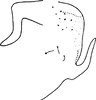 Pygofer, lateral view: Pygofer (D. funeta Mel.). (Observation).