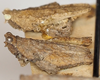 CollectionObject 1577218; 676f0aa4-7f8e-40c3-a92d-0f5366601bb8: male, lateral view. (CollectionObject).