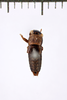 CollectionObject 1506067; 83fd58c7-45d4-404a-84f3-d42a732b1a2c: Male. Syntype. Chile. (CollectionObject).