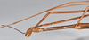 CollectionObject 1558569; 53e1fdbb-9161-455d-bcb1-b772a9e51aaa: copyright NTUC. male: head and thorax, lateral view (syntype). (CollectionObject).;CollectionObject 1558570; bfcc2c1d-711c-4901-beb1-4a62427f0abc: copyright NTUC. male: head and thorax, lateral view (syntype). (CollectionObject).