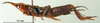 male, lateral view (not a type). Depicts CollectionObject 1502004; 86620c9a-fff7-4776-b6bd-602c21cffea2, a CollectionObject.