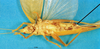CollectionObject 1544256; bc59280f-93d8-4630-8022-64f324981608: female, ventral view. (CollectionObject).