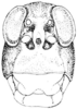 Tytthotyle maculata (Bruner, 1889): Fig. 360. female, head, facial view. (Otu).