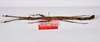 CollectionObject 1563562; 14754d4e-fd76-4914-aca7-b3dd894e18e8: copyright ZMHB, Berlin. female, lateral view (paratype). (CollectionObject).;CollectionObject 1563563; 1d08188f-636c-4804-b849-a56b67e06549: copyright ZMHB, Berlin. female, lateral view (paratype). (CollectionObject).