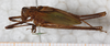 male, lateral view. Depicts CollectionObject 1531557; 11e2c9ee-e25a-493f-ad63-b58006e8530c, a CollectionObject.