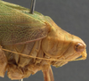 CollectionObject 1505670; 80b19f7b-2234-441b-b5cf-4b8ef106fc6d: female pronotum, lateral view (syntype). (CollectionObject).